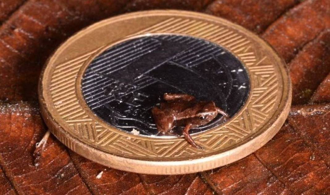 Dünyanın en küçük kurbağası ilan edildi: Görenler şaştı kaldı! Kuyruğu yok ama omurgası var 7